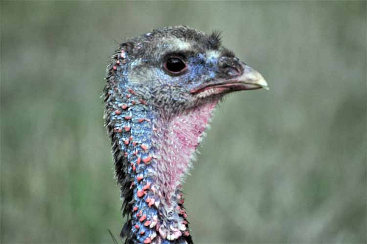turkey closeup